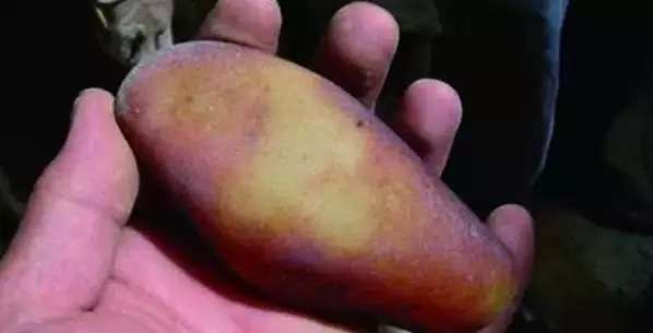 漲知識(shí)，玉也能騙人！照玉手電筒照出真相